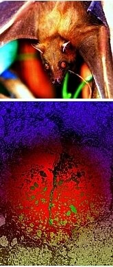 Photography by Patrick de Koenigswarter: TOP: 'Tube Nose Bat'; BOTTOM: 'Genesis'